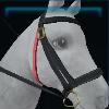 Special bridle