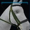 Green fall bridle