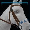 Elegant brown bridle