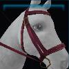 Burgundy storm bridle