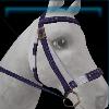 Blue competition bridle