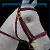 Red competition bridle