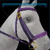 Purple standard bridle