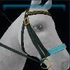 Blue and green captain bridle
