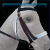 Modern sporty bridle