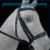 Dark blue competition bridle