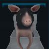 Cute pig