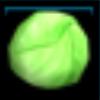 Cabbage
