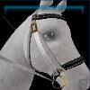 Stylish Summer night bridle