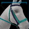 Turquoise training bridle