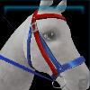 Blue and red training bridle