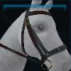 Exclusive equestrian bridle