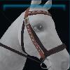 Trendy equestrian bridle