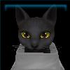 Bewitching black cat