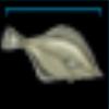 Plaice