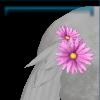 Tail ribbon