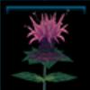 Bee Balm
