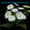 Chamomile