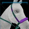 Fabulous birthday bridle