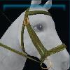 Green crocodile bridle