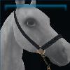 Show Halter in Black and Gold