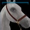 Show Halter in Brown and Gold