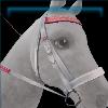 Bobcats Bridle