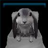 Grey Bunny