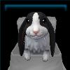 Black and White Bunny