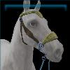 Prairie Prancer hackamore