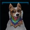Rainbow Terrier
