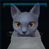 Wilma the British Shorthair