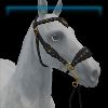 Starry Midnight hackamore