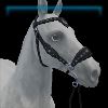 Moonlit Midnight hackamore