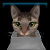 Cuddly brown tabby cat