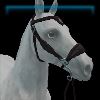 Obsidian Count hackamore