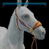 Carousel Queen hackamore
