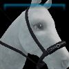 Western Goth bosal