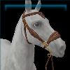 Plum Royale hackamore
