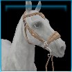 Buttercup hackamore