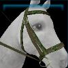 Firgrove bridle