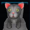 Gray kitten