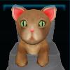 Red kitten