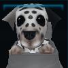 Dalmatian puppy