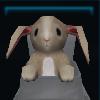 Adorable bunny