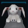 Cute bunny