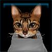 Companion_Cat_27_Name