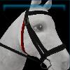 Night riding bridle