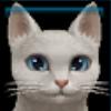 Jenna's cat