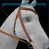 Common western bridle